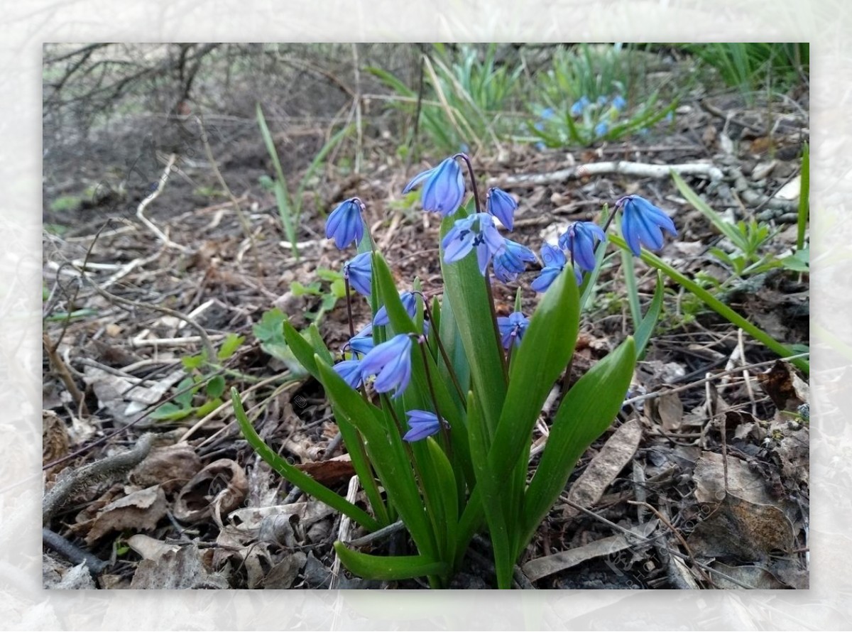 鲜花春天的花朵春天蓝色的