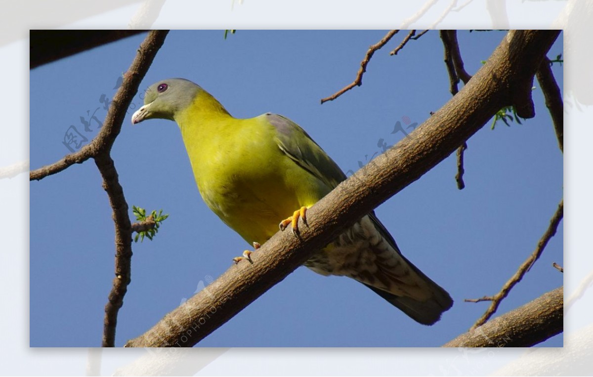 鸟鸽子黄脚绿鸽印度