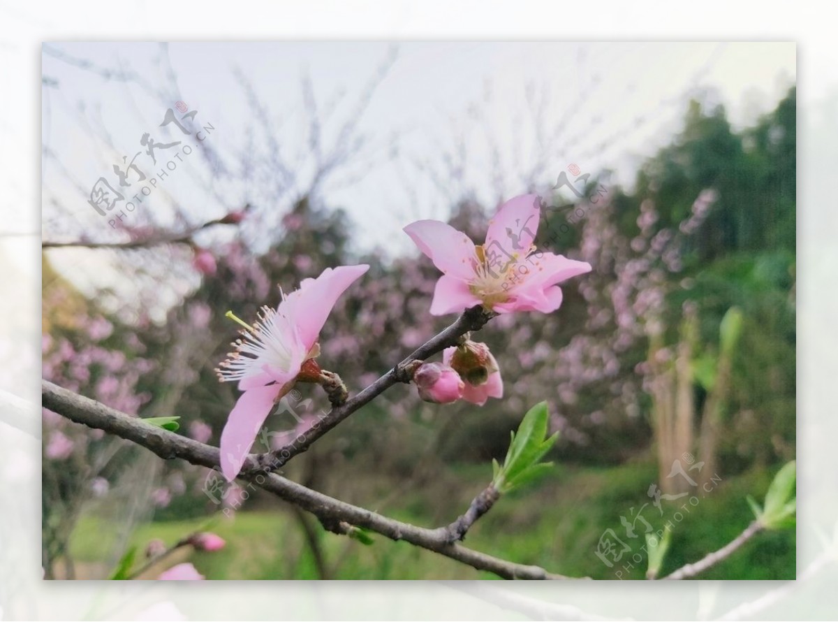 桃花