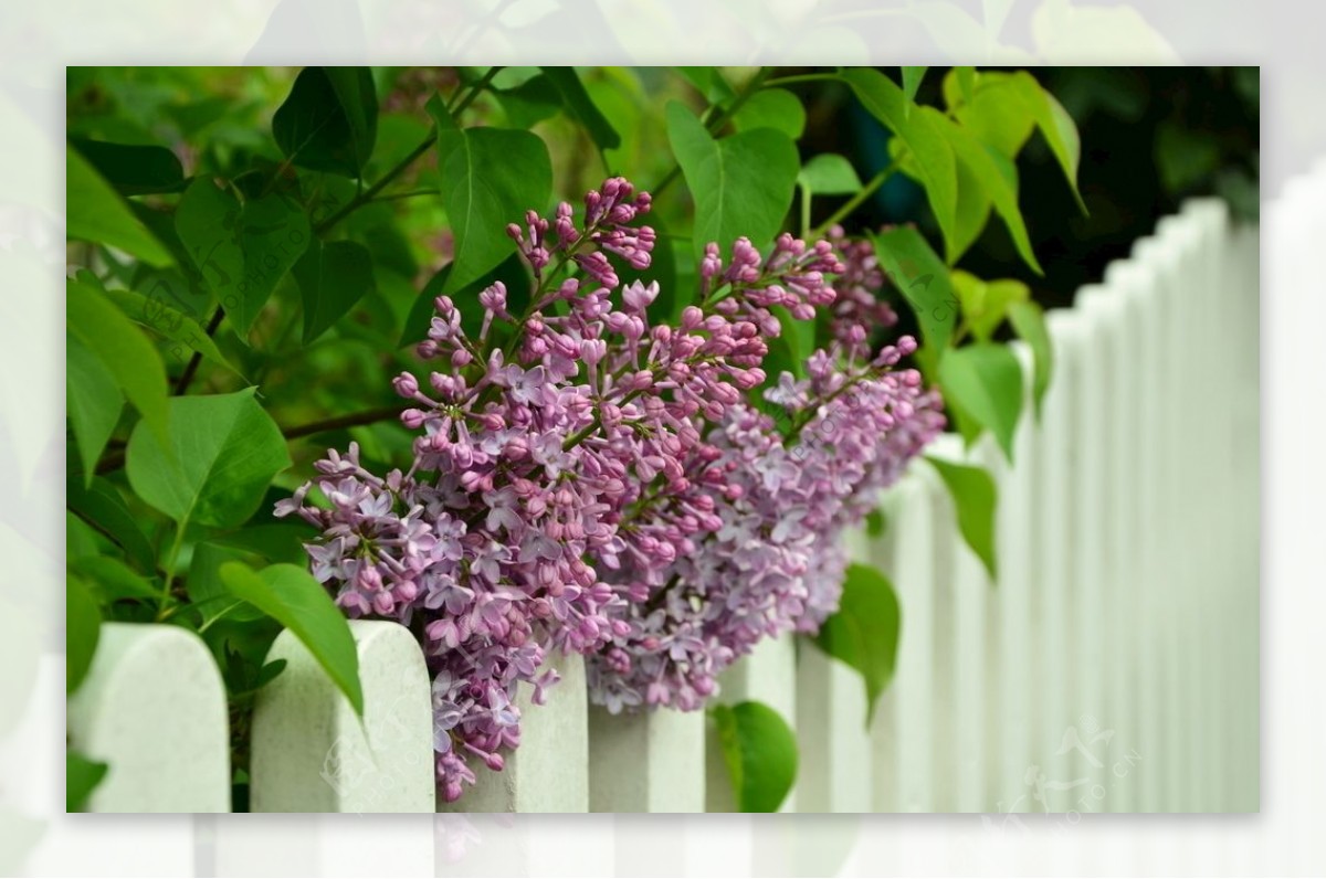 丁香花