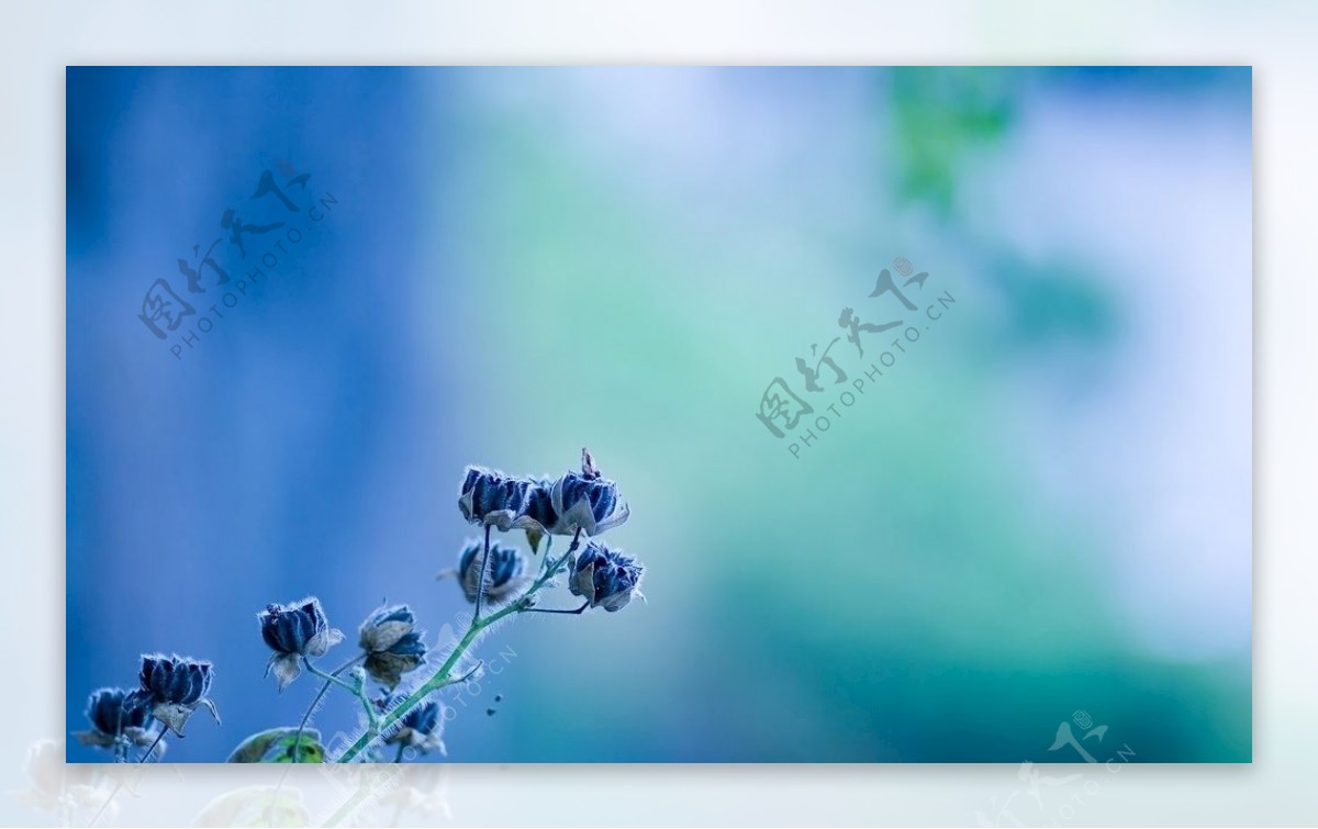 蓝色的蔷薇花