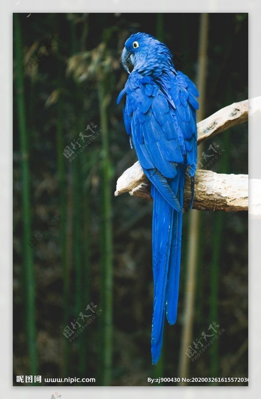 全身蓝色羽毛的鹦鹉