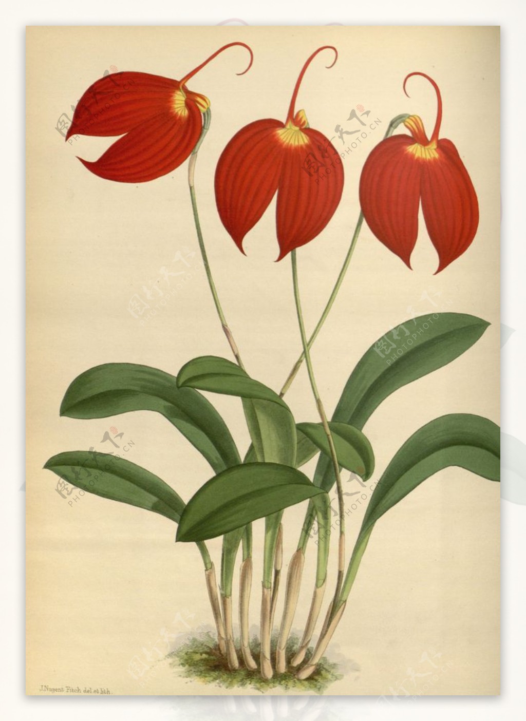红花植物素材插画