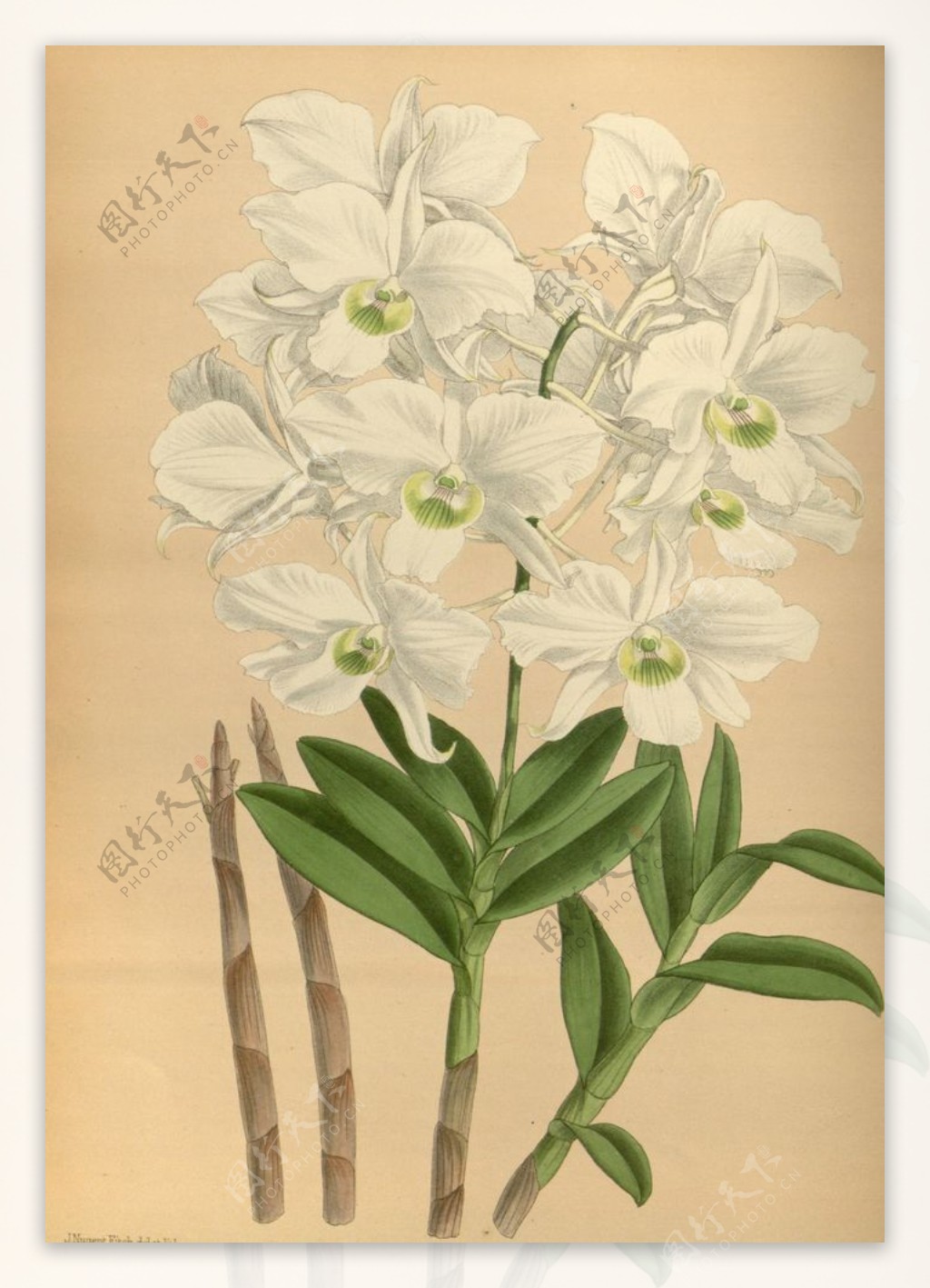 白色的花朵植物插画素材