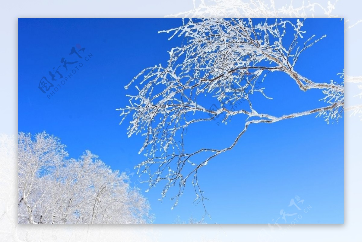 雪景树挂