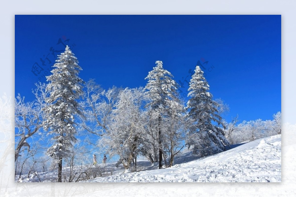 雪景树挂