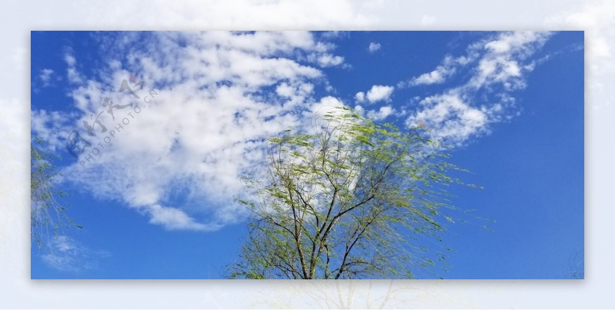 蓝天白云柳树摄影图