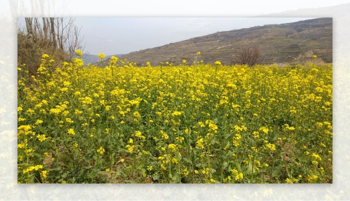 醉美油菜花