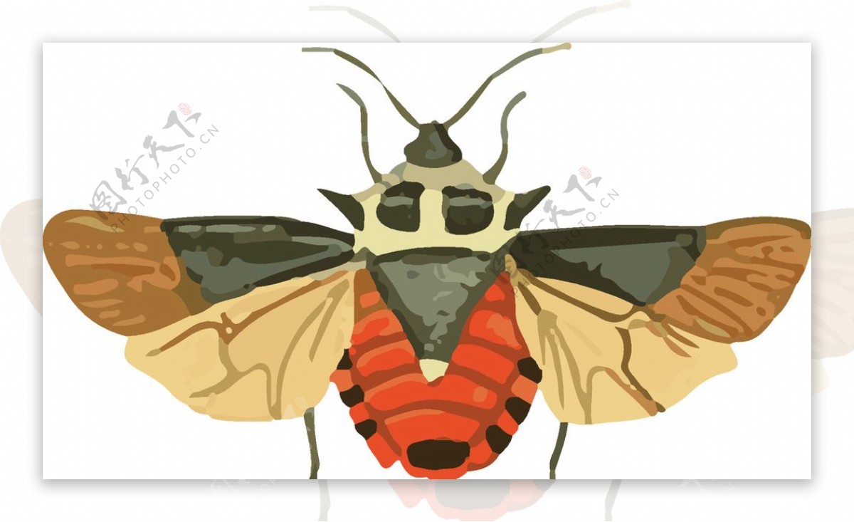 甲壳虫昆虫插画