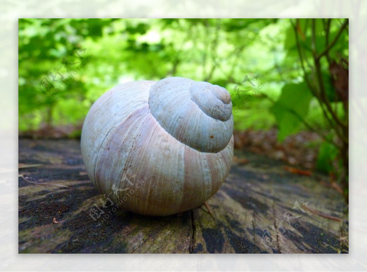 蜗牛蜗牛壳微距