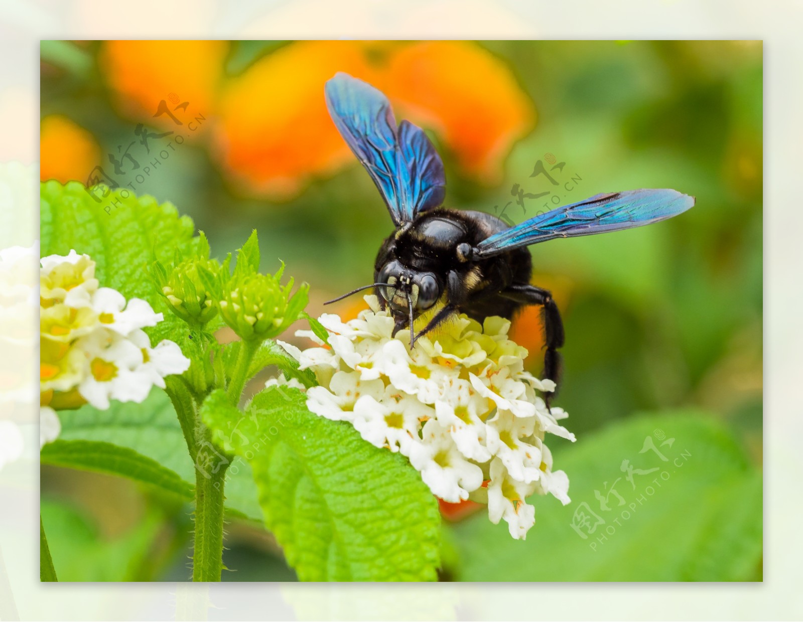 蜜蜂昆虫蜂子采花