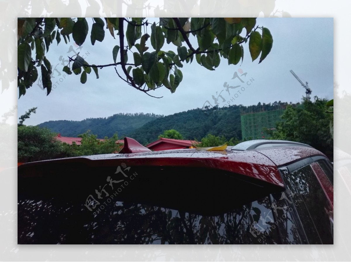 雨后的叶