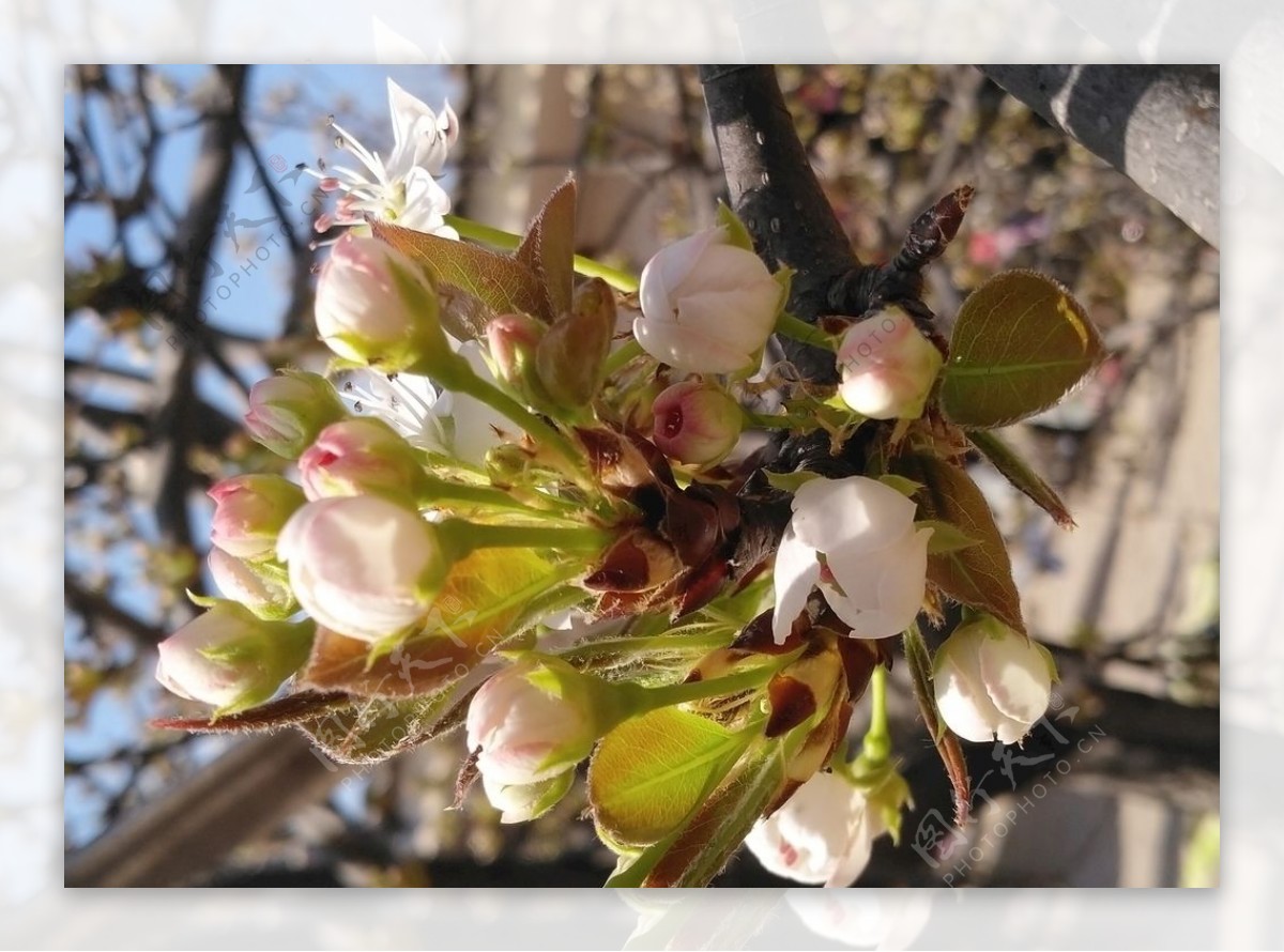 梨花梨树树叶春天果木