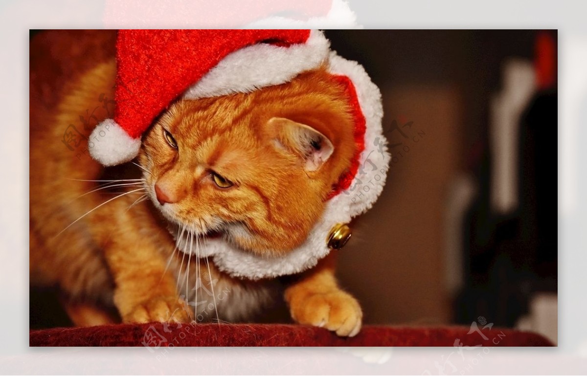 戴红色帽子的橘猫