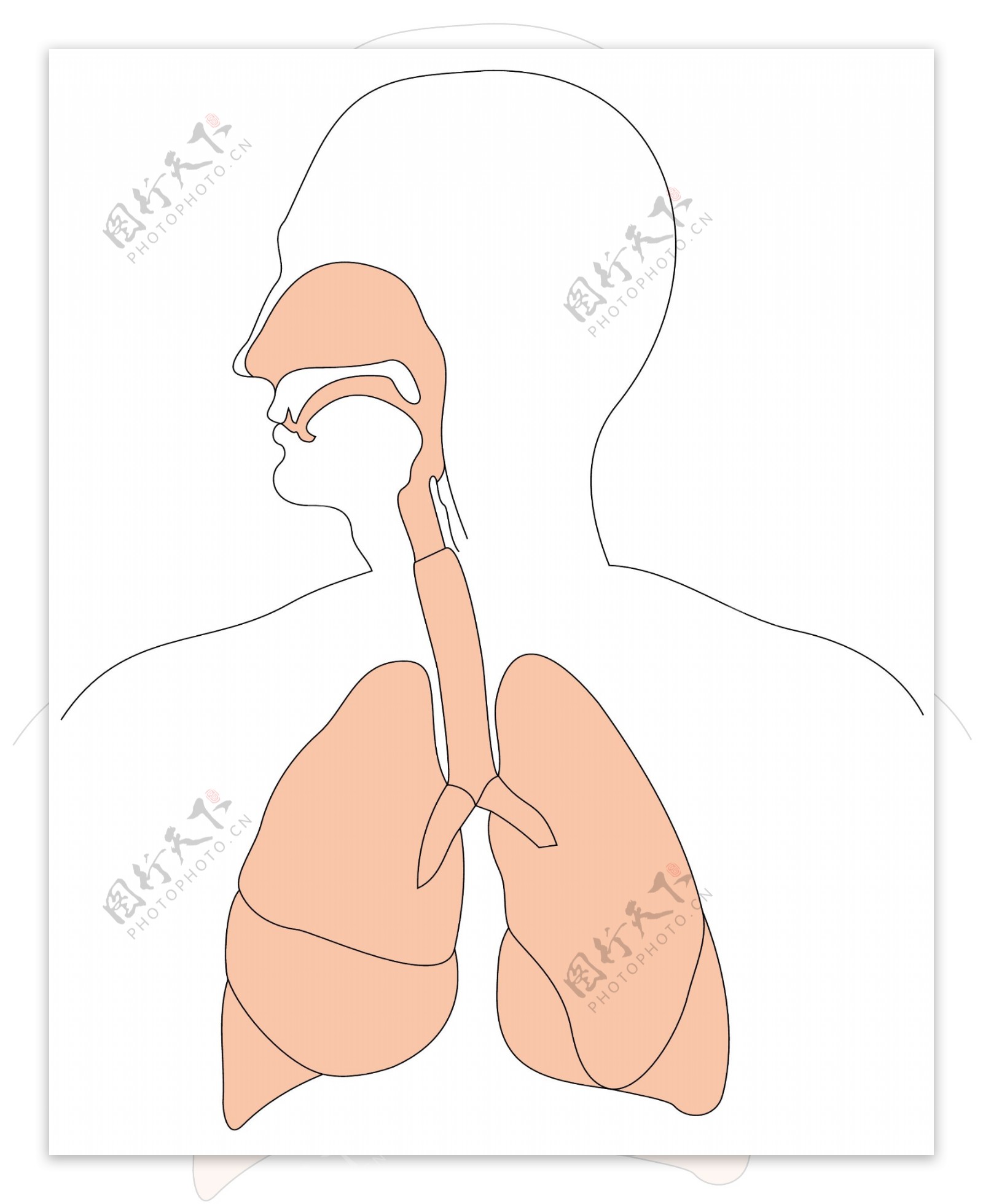 肺呼吸系统