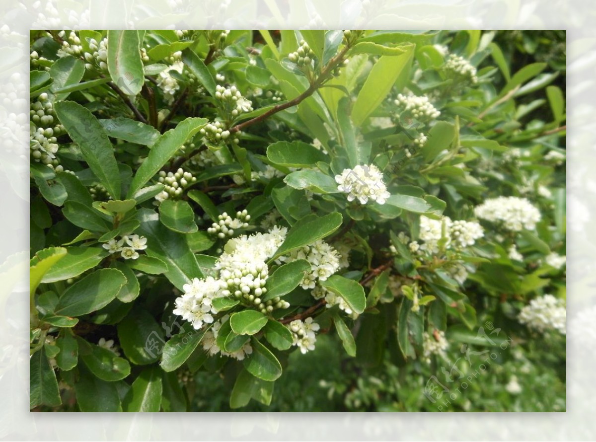 济南植物园白色的小花