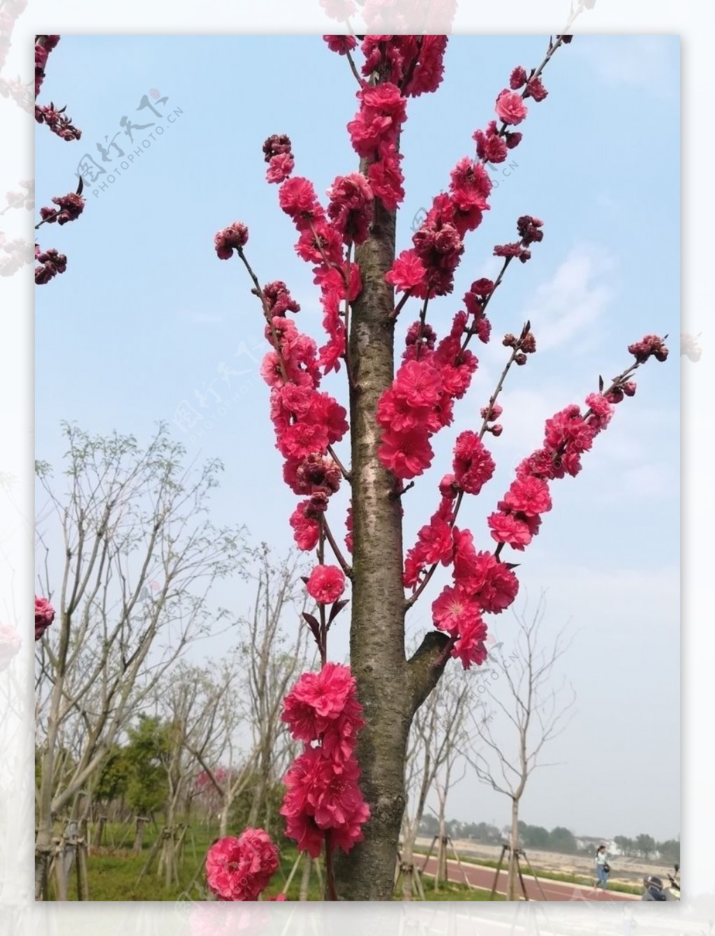 红碧桃唯美花自然春天