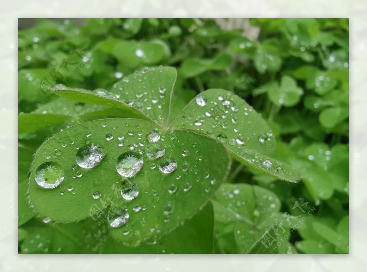 雨后三叶草