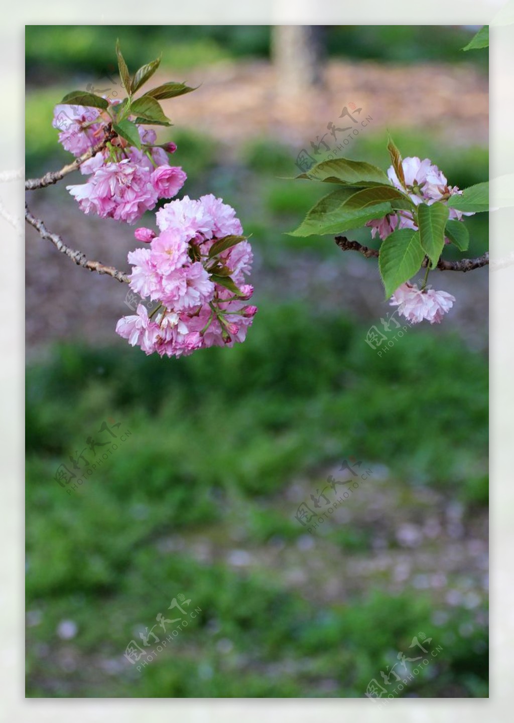 樱花