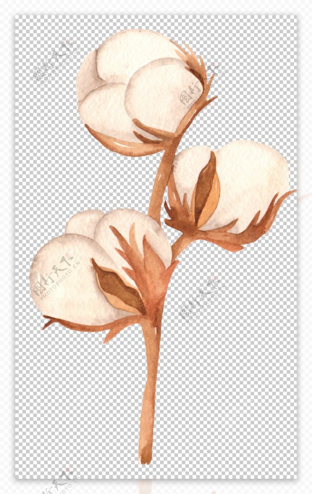 木棉花花朵绘画图案