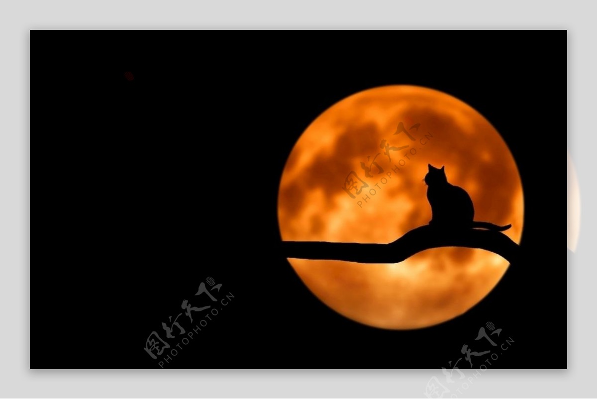 月亮和猫夜晚
