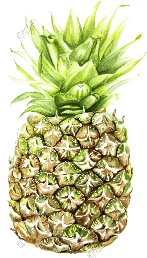 菠萝绘画