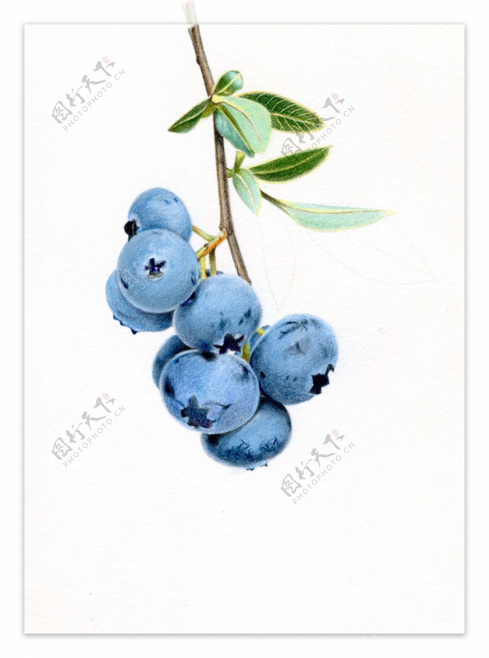 水果蓝莓绘画