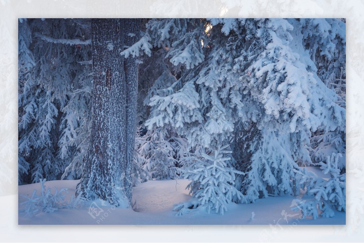 冬季雪景