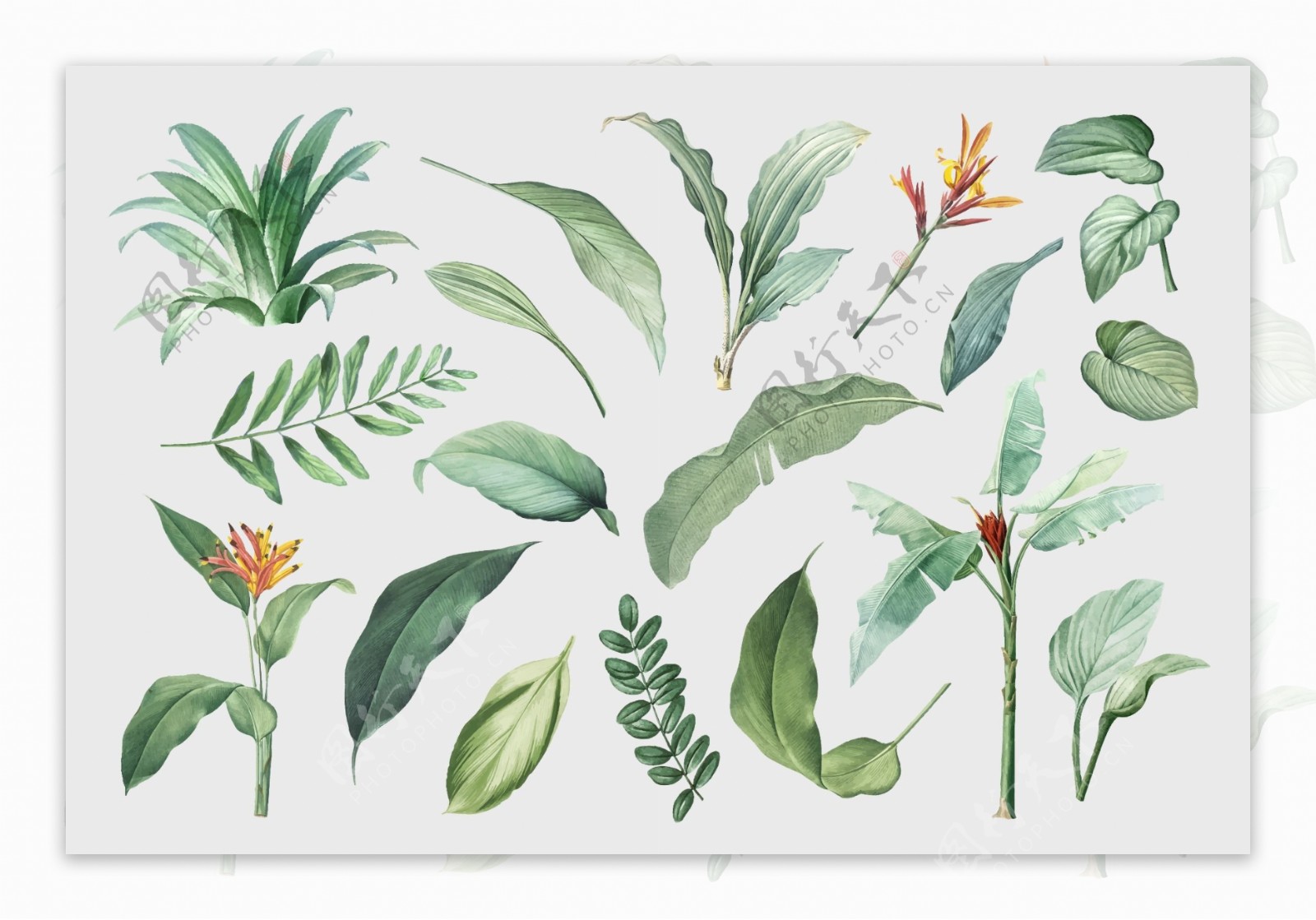 热带植物手绘清新叶子