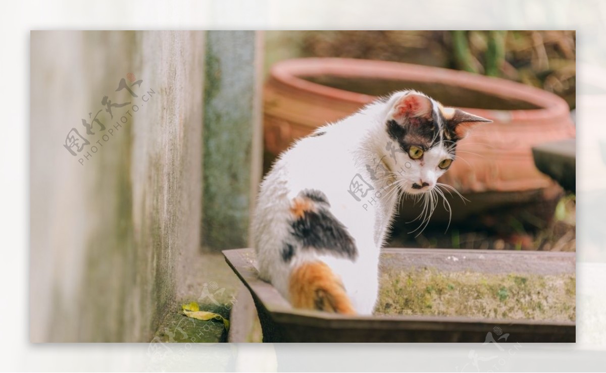 可爱的小花猫