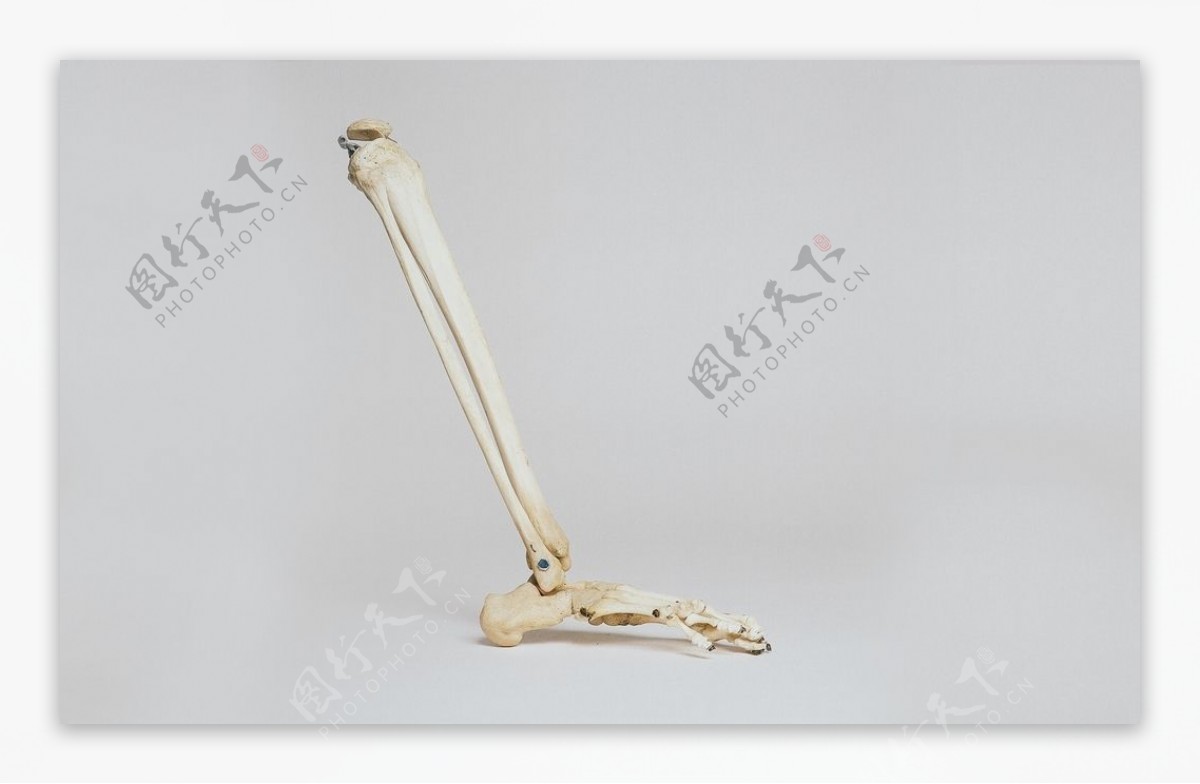 腿骨跖骨模型