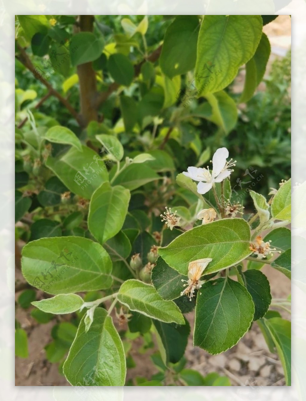 苹果树苹果花