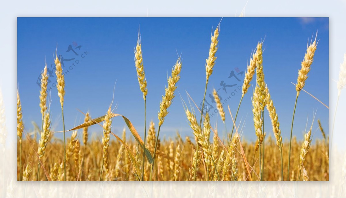 田野里生长的麦子