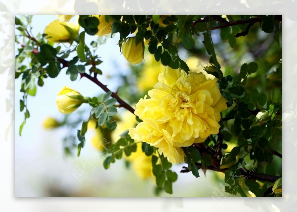 玫瑰花夏季黄色花朵
