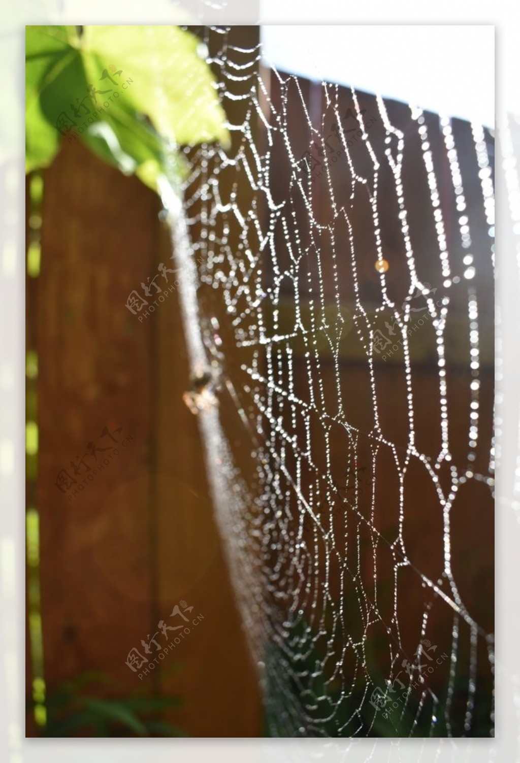 蜘蛛网蛛网罗网
