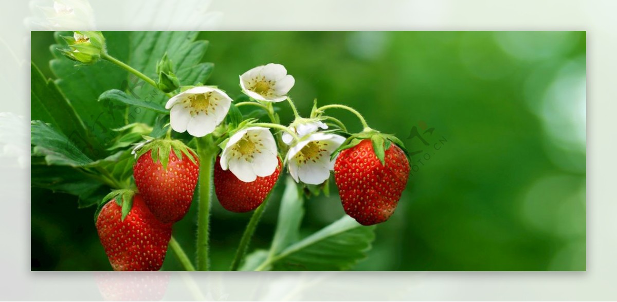 草莓绿色小白花果实