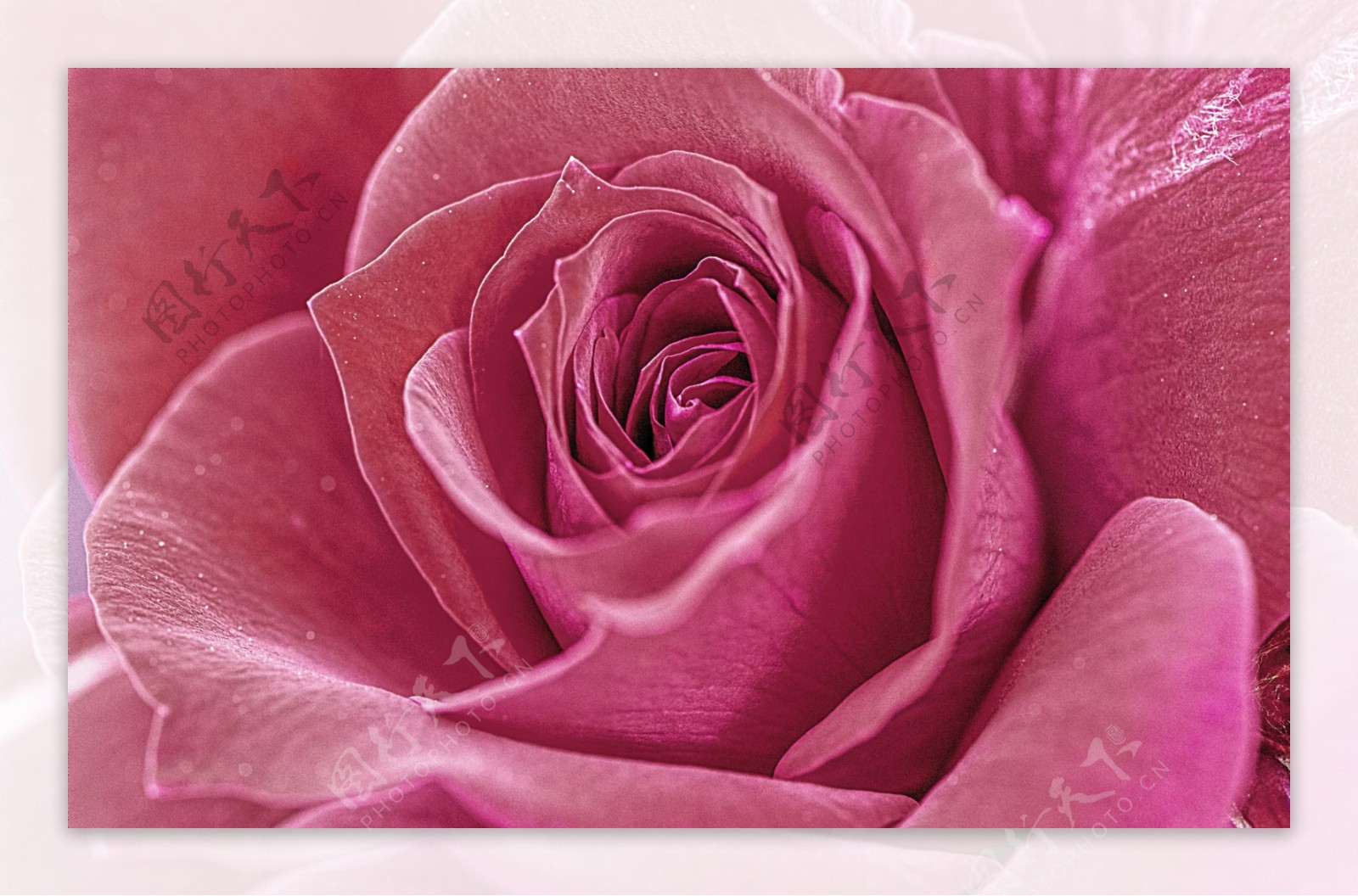 粉色的绽放的玫瑰花