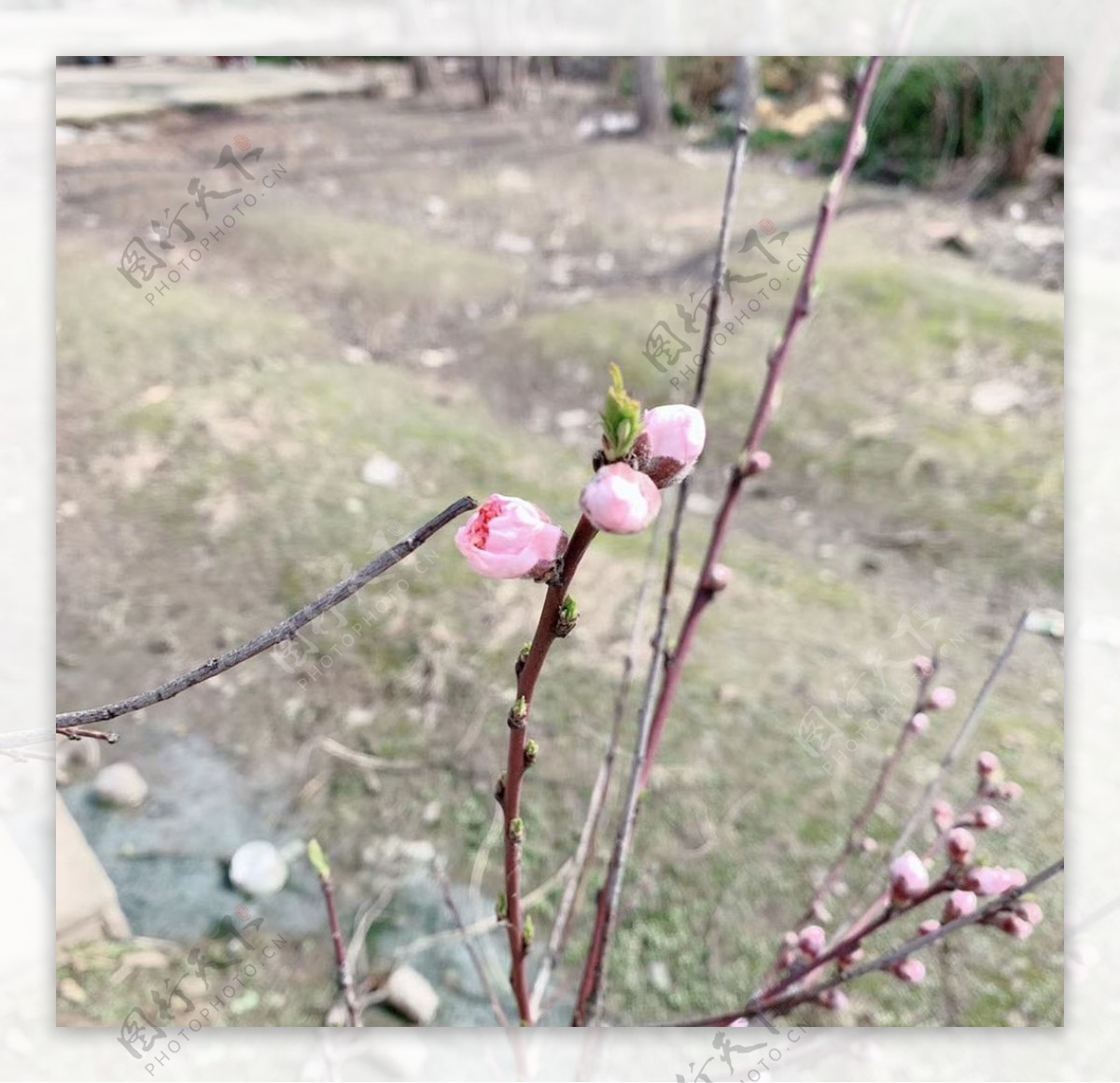 桃树花苞