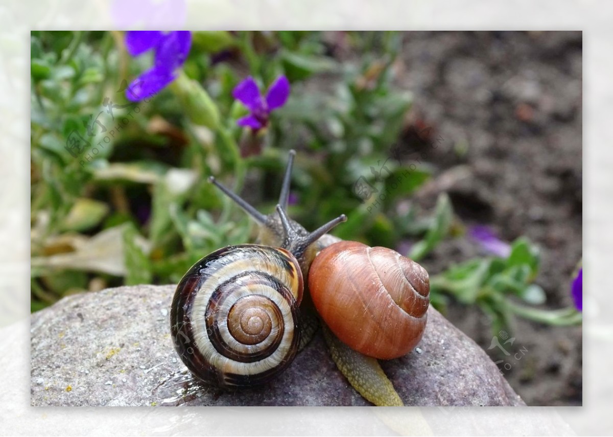 花园里的蜗牛