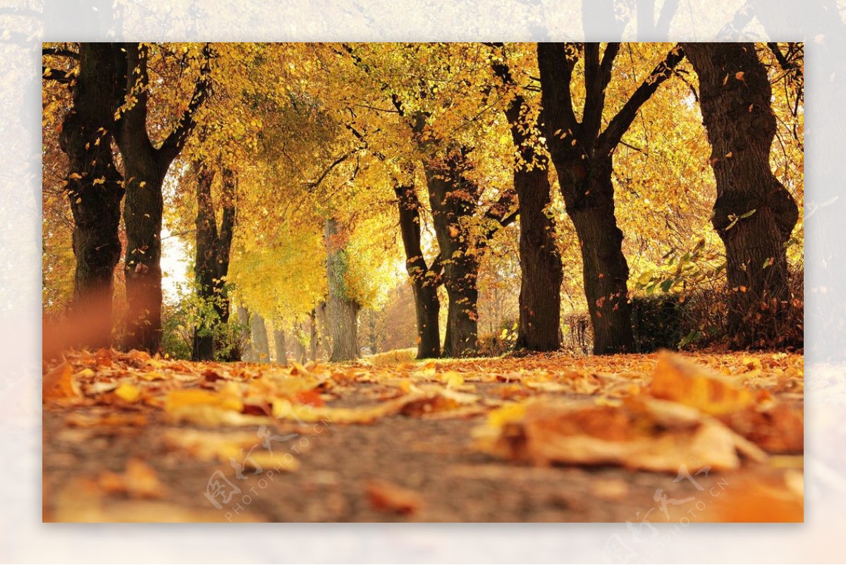 人们走在秋天的城市街道上背景图片素材_ID:351084909-Veer图库