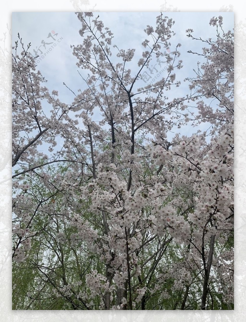 太湖樱花