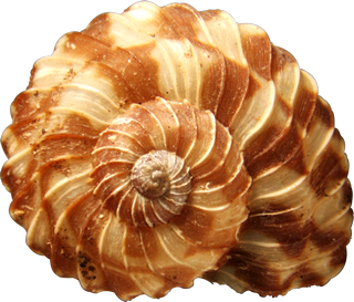 海螺壳海洋背景水产贝