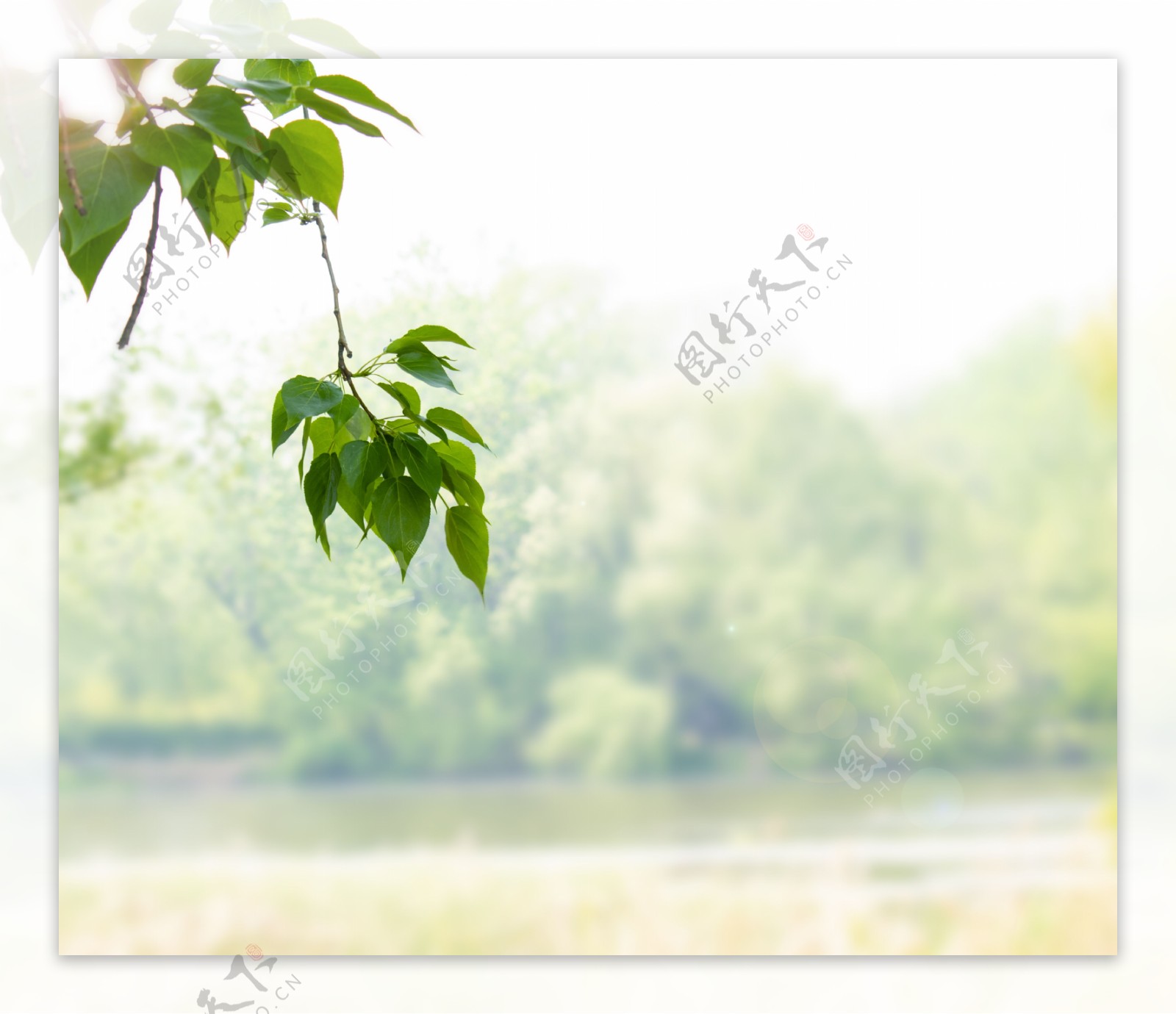 春天绿色植物叶子河岸高清摄影图