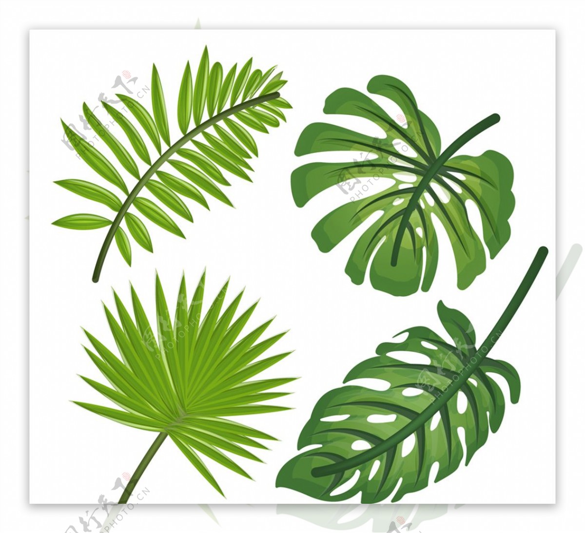 4款逼真绿色热带植物叶子矢量图