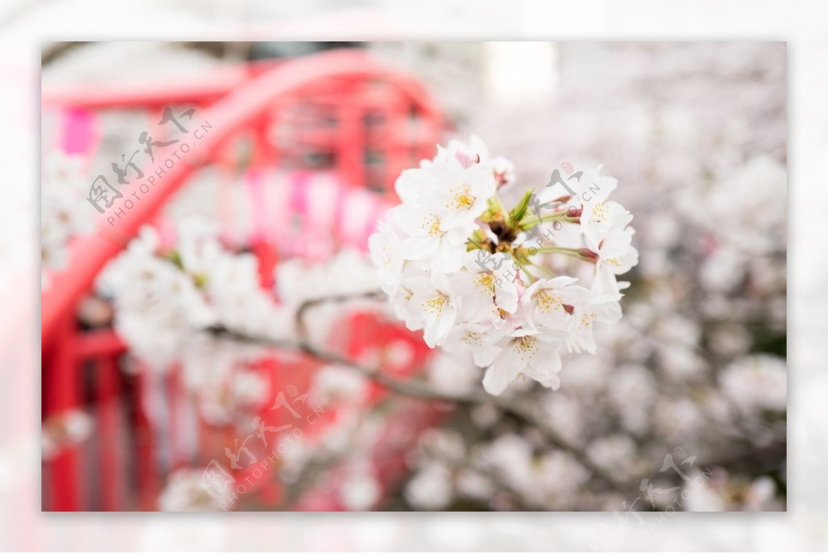 樱花桃花唯美