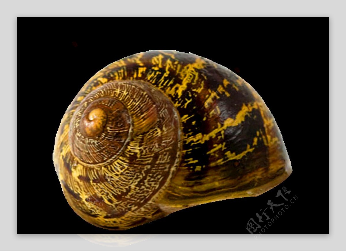 免抠图蜗牛壳