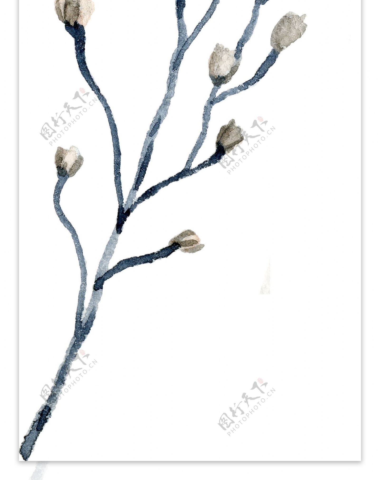 水彩绘画花朵树枝装饰