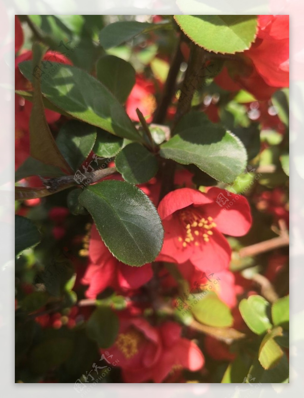 红色山茶花花朵