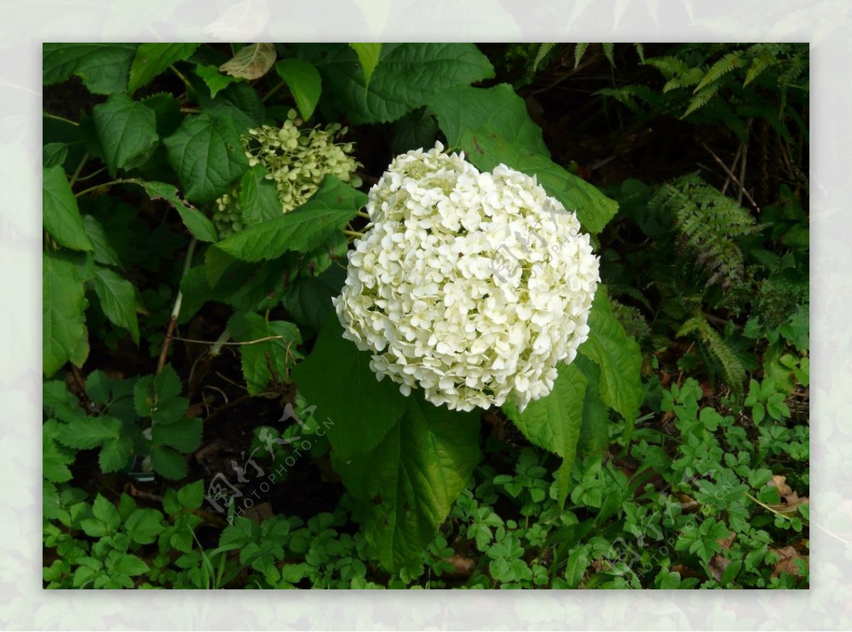 绣球花八仙花清新