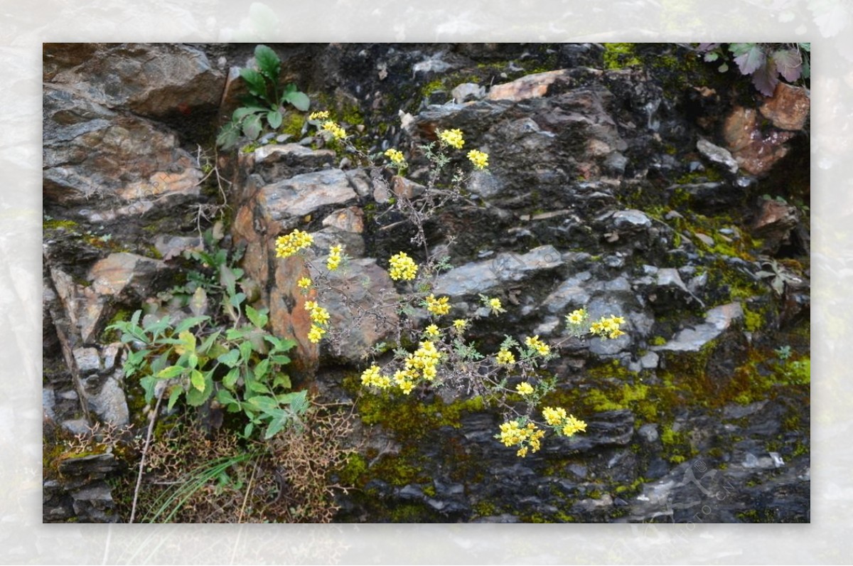 石缝里的小黄花
